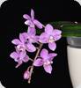 Phal. equestris rosea